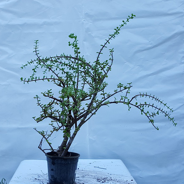 Crassula Ovata Jade Isabella S Hydroponic Nursery Garden - crassula ovata jade